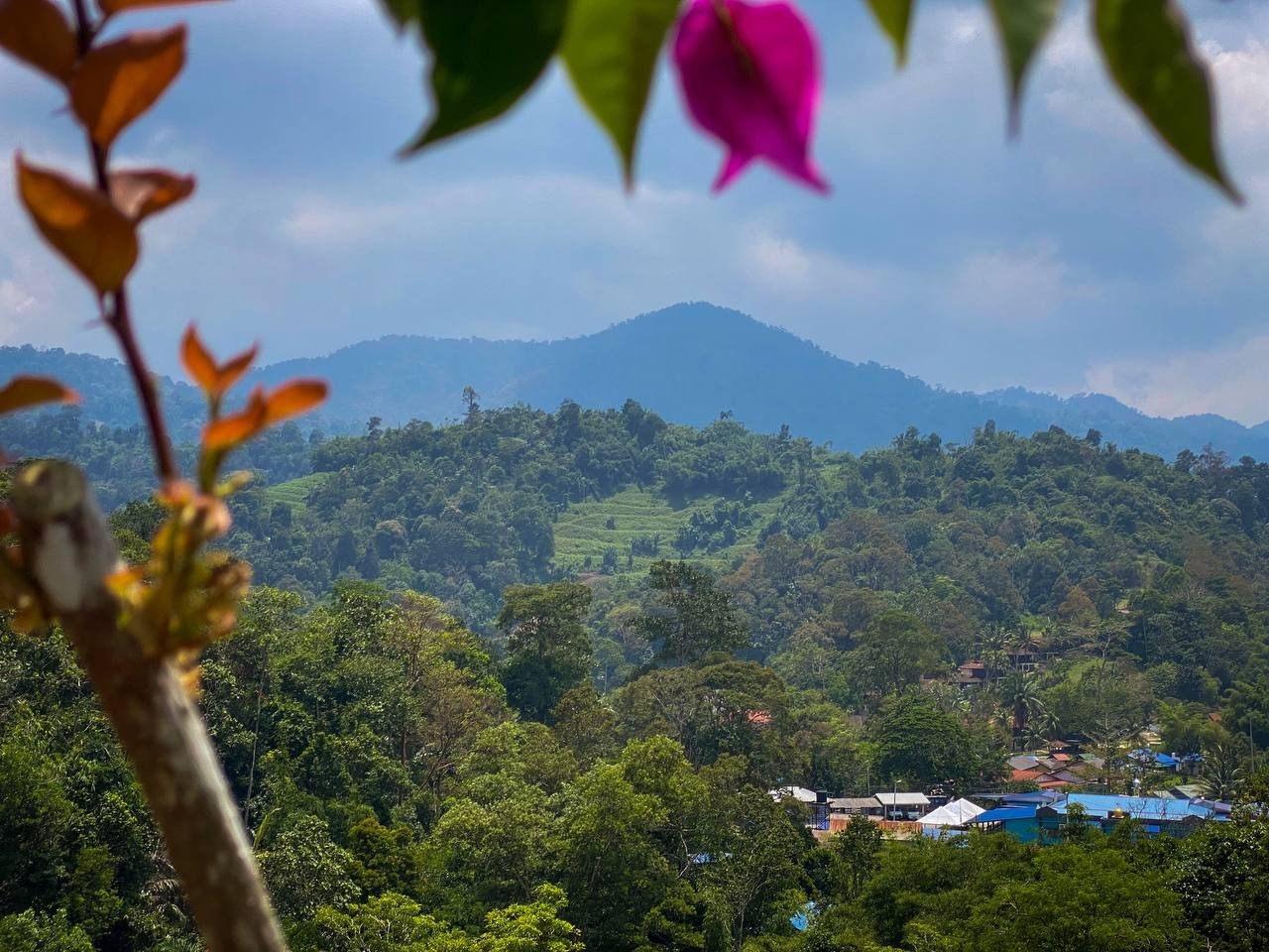Royale Bintang Janda Baik in JANDA BAIK