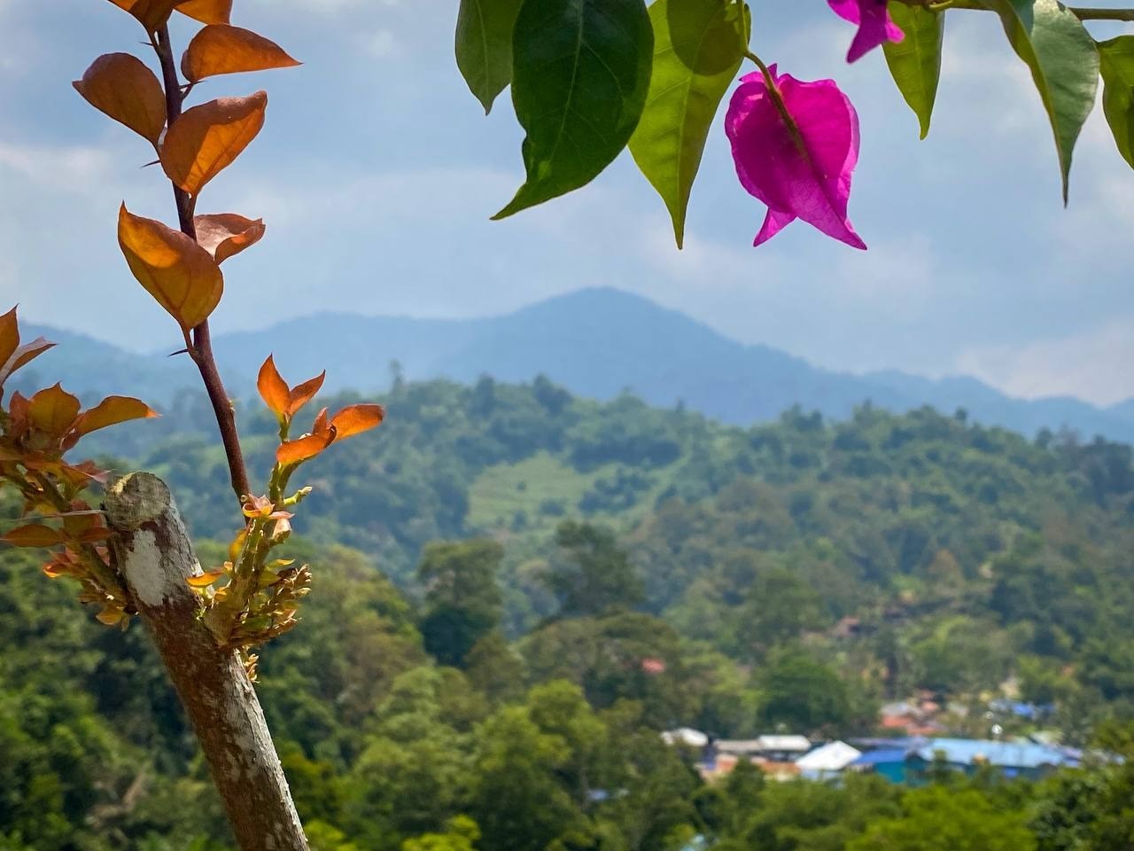 Royale Bintang Janda Baik in JANDA BAIK