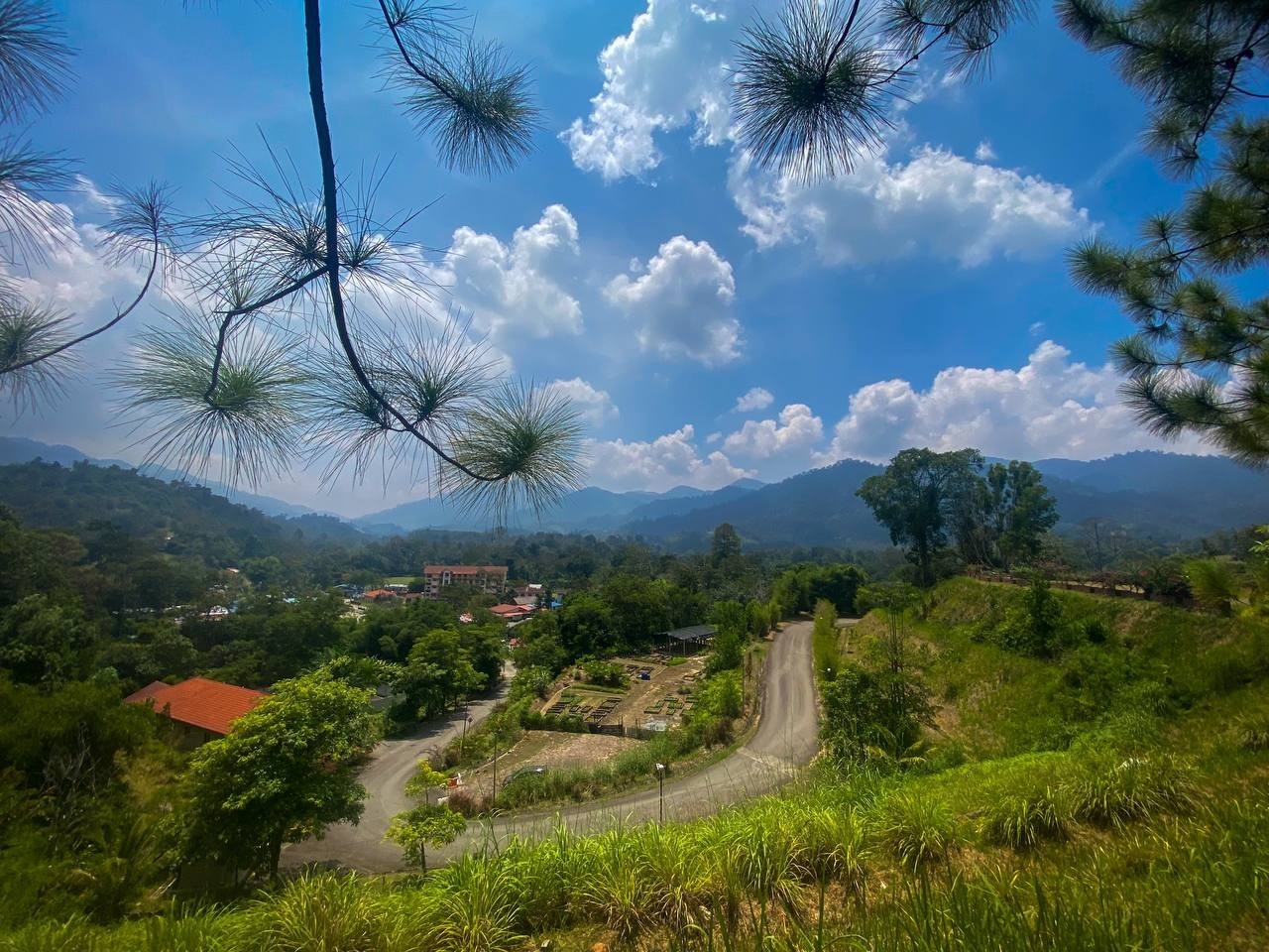 Royale Bintang Janda Baik in JANDA BAIK