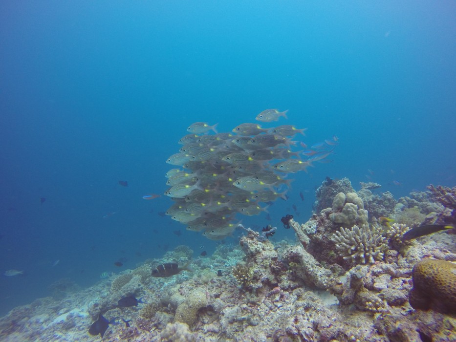 Banyan Tree Vabbinfaru 134/284