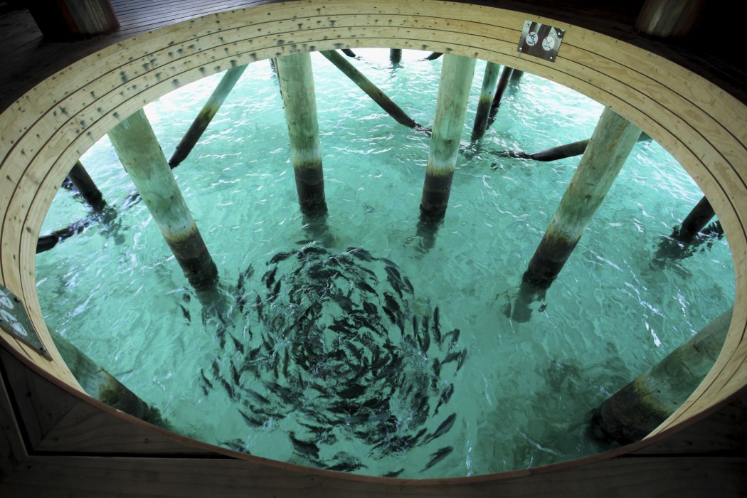 Centara Ras Fushi Resort and Spa Maldives - Adults Only 35/77